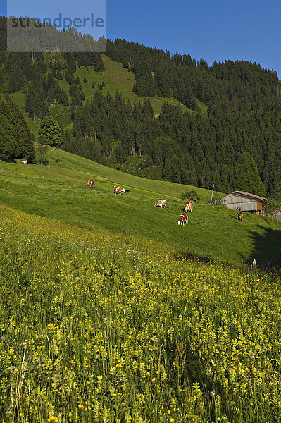 Fotografie  Weide  Weideland  Österreich  Tirol