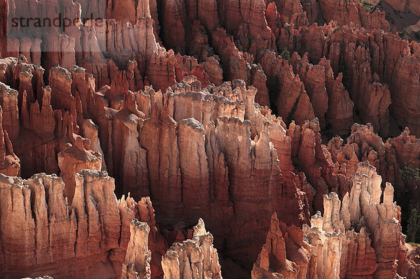 Idee  Morgen  Ansicht  zeigen  Hoodoo  Bryce Canyon Nationalpark  Schlucht  Utah