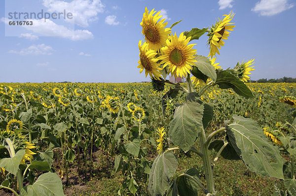 Sonnenblumen (Helianthus annuus)  Sonnenblumenfeld  Odessa  Ukraine  Osteuropa  Europa