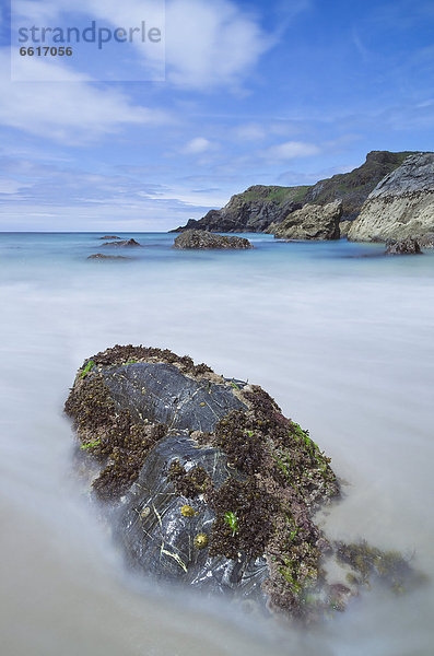 Kynance Cove  England  Cornwall  Großbritannien  Europa