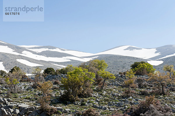 Europa Eiche Strauch Kreta Griechenland Holm Bergwald