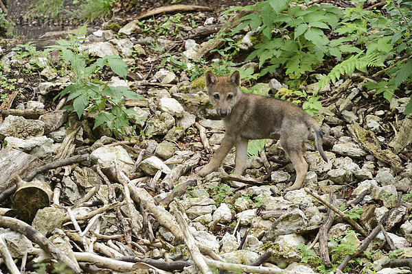 Junger Europäischer Wolf (Canis lupus lupus)  Jura  Schweiz  Europa