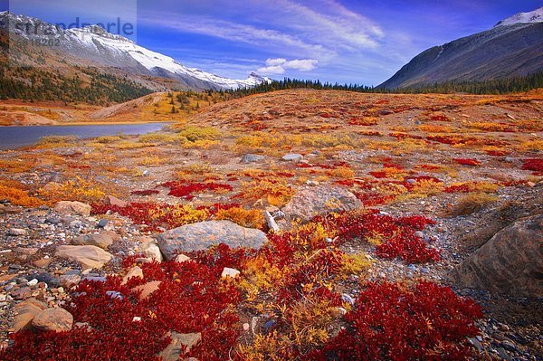 Jasper Nationalpark  Columbia-Eisfeld  Columbia Icefield  Alberta  Kanada