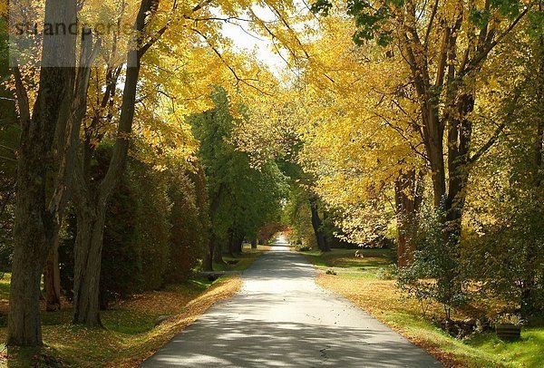 Baum  Weg  Menschenreihe