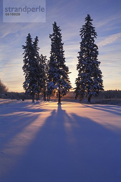 Bäume im Winter  Winterwald