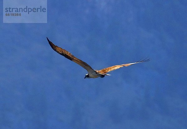 Habicht  fliegen  fliegt  fliegend  Flug  Flüge