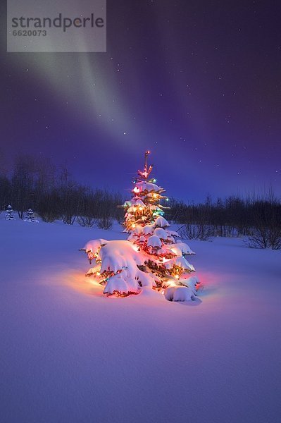 glühend  Glut  Baum  unterhalb  Weihnachten  Polarlicht