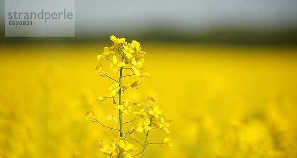 Wachstum  Feld  Canola