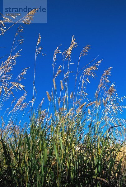 Tall Wheat
