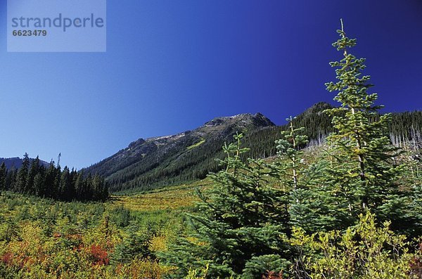 British Columbia  Kanada  Bergwald