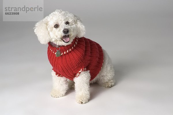 klein  Hund  Pullover  Kleidung