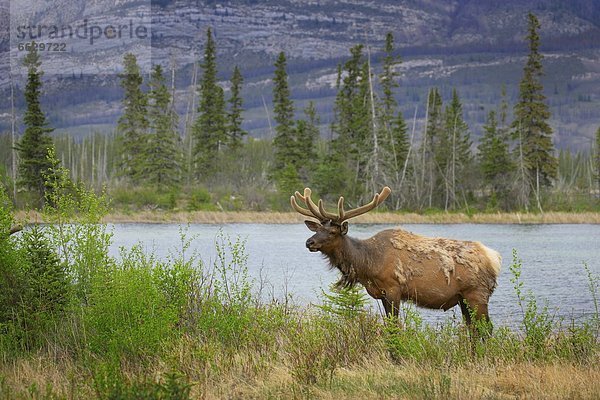 Elk