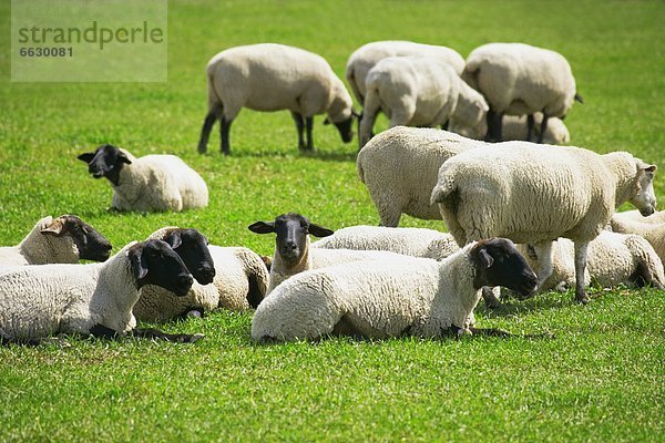 ruhen  Schaf  Ovis aries  Herde  Herdentier  Vogelschwarm  Vogelschar  grasen