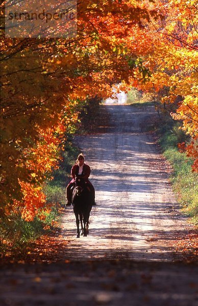 Baum  fahren  unterhalb  Herbst  reiten - Pferd