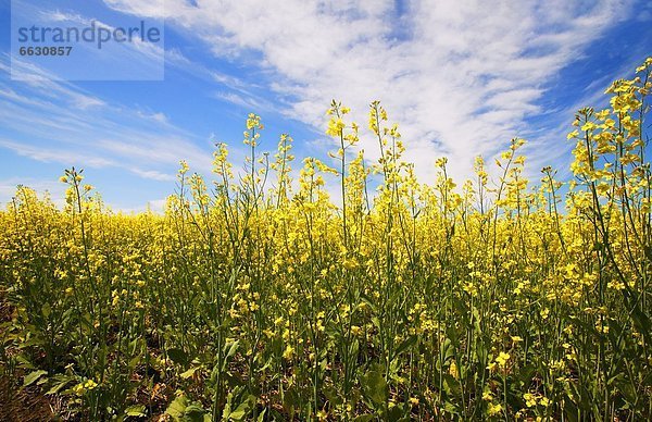 Pflanze  Close-up  close-ups  close up  close ups  Canola