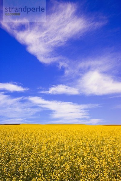 Feld  Canola