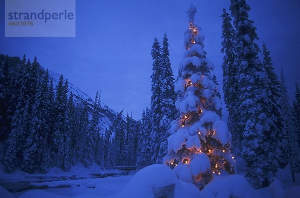 Baum Beleuchtung Licht Weihnachten Yoho Nationalpark Kanada