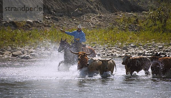 Fluss  Rind  Alberta  Kanada  Cowboy  hüten