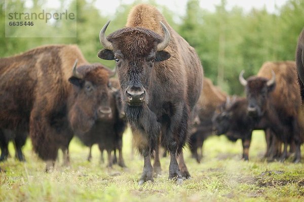 Herde  Herdentier  Bison
