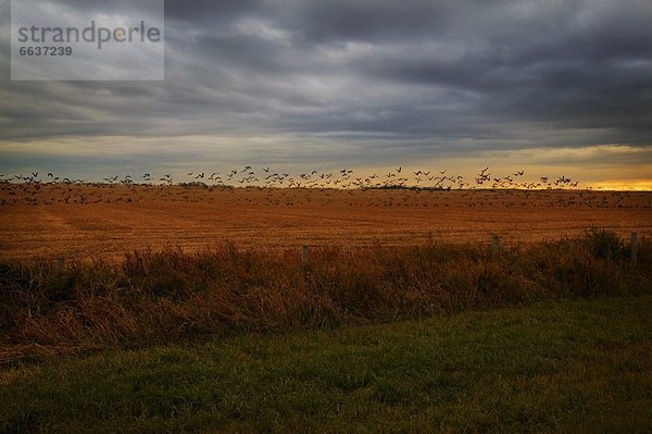 über  Feld  Vogel  Vogelschwarm  Vogelschar