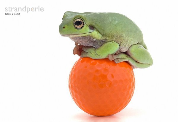sitzend  Frosch  Ball Spielzeug  Golfsport  Golf