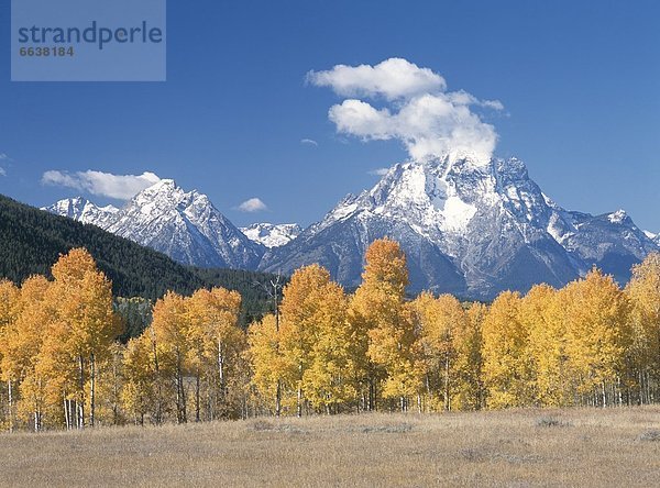 Espe  Populus tremula  Vereinigte Staaten von Amerika  USA  Berg  Ehrfurcht  Hain  Wyoming