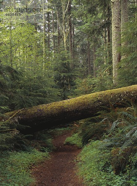 Vereinigte Staaten von Amerika USA Baum Oregon