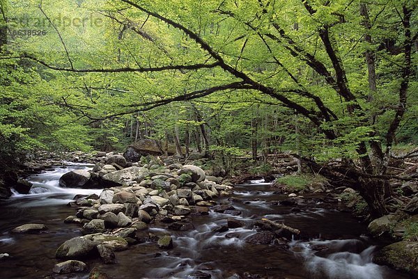 Vereinigte Staaten von Amerika  USA  Great Smoky Mountains Nationalpark  Tennessee