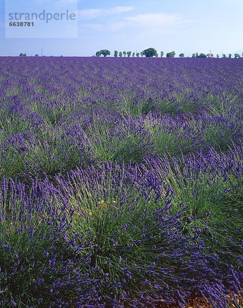 Feld  Lavendel
