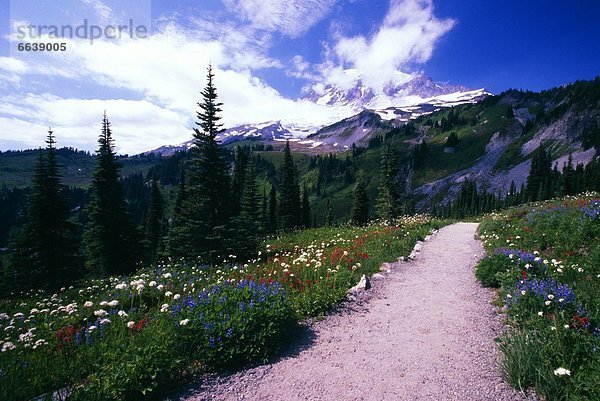 Gravel Path Through Blooming Wildflowers  Paradise Park Valley  Mt. Rainier National Park