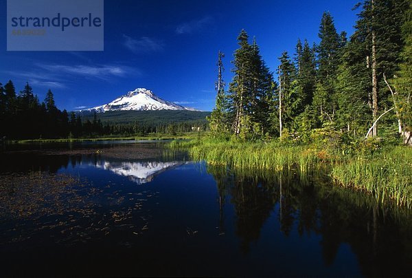 Beaver Dam In Pond  Reflection Of Mount Hood