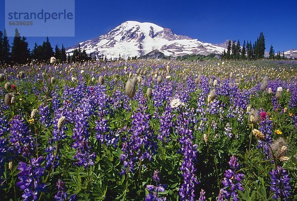 Blume  blühen  lila  unterhalb  Berg  Mount Rainier Nationalpark