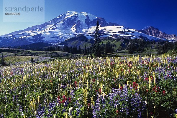 blühen  Tal  Feld  Wildblume  Mount Rainier Nationalpark  Paradies