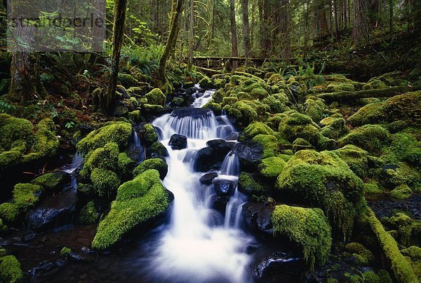 Vereinigte Staaten von Amerika  USA  Felsbrocken  bedecken  klein  Bach  Wasserfall  Olympic Nationalpark  Moos