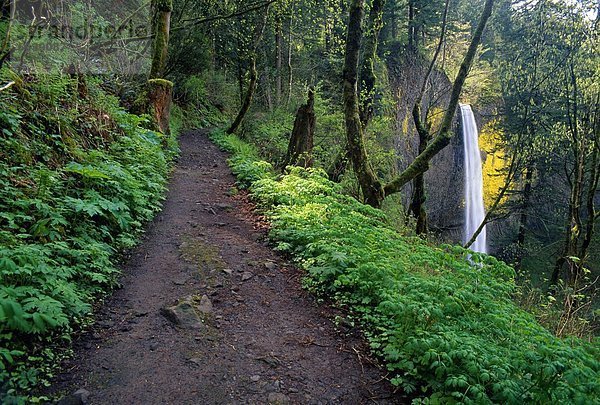 Vereinigte Staaten von Amerika  USA  Columbia River Gorge  Oregon