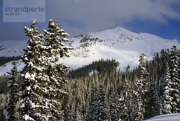 Vereinigte Staaten von Amerika  USA  Berg  Winter  Wald  Ansicht  Colorado