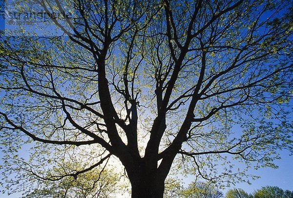 Baum  Ahorn