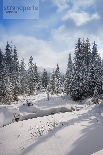 Snow Covered Forest