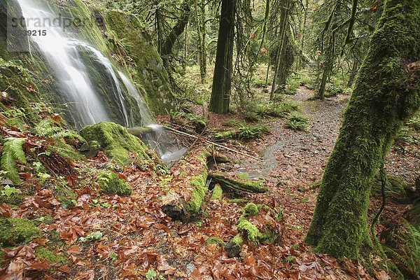 Wald  Wasserfall