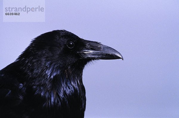 Profil  Profile  Kolkrabe  Corvus corax