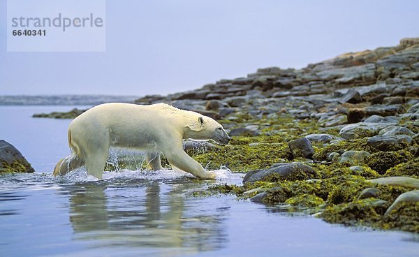 Eisbär  Ursus maritimus  Wasser