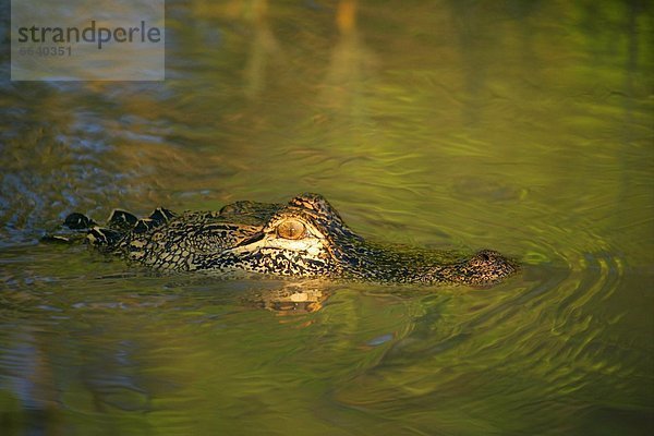 Wasser  aufspüren  über  Alligator  nachsehen