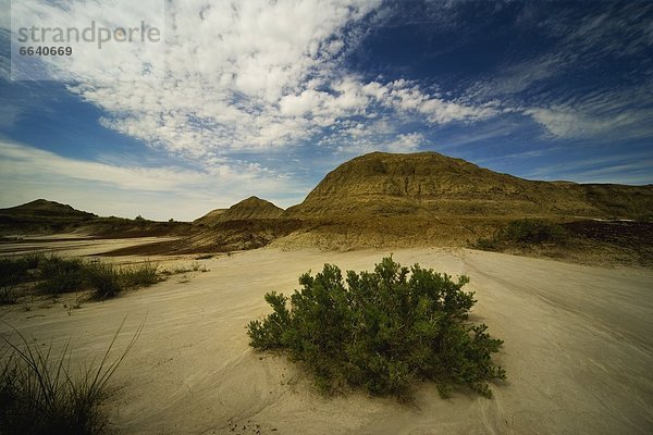 Dinosaur Provincial Park  Alberta  Kanada