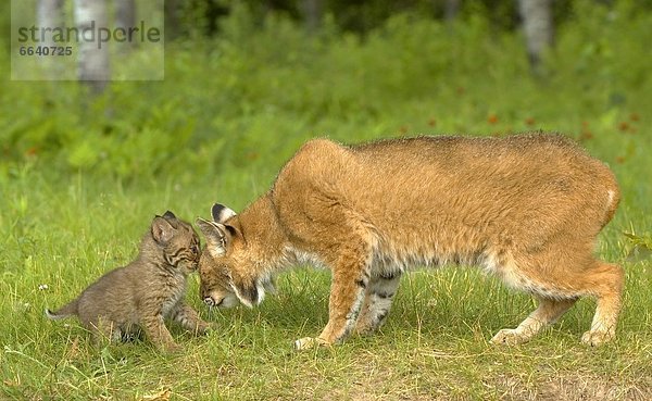 jung  Rotluchs  Lynx rufus