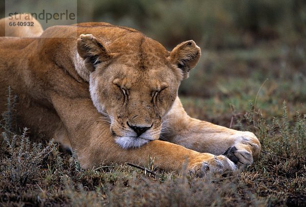 Sleeping Lioness