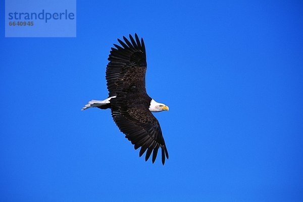 Weißkopfseeadler Haliaeetus leucocephalus Himmel aufwärts