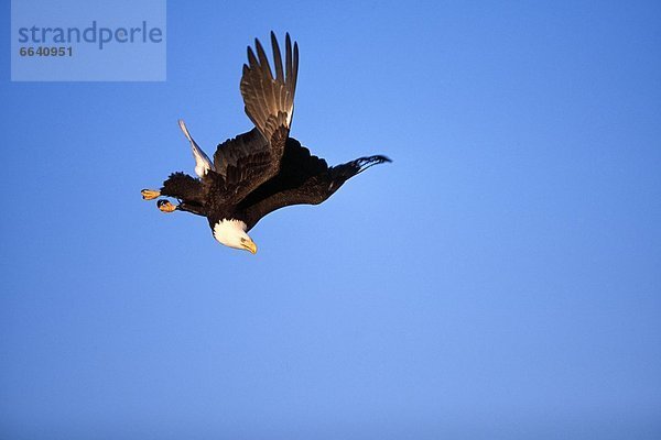 Weißkopfseeadler Haliaeetus leucocephalus Himmel