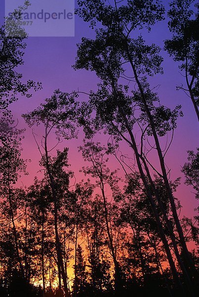 Sonnenuntergang  Baum  Silhouette