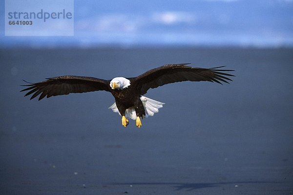 Weißkopfseeadler Haliaeetus leucocephalus fliegen fliegt fliegend Flug Flüge