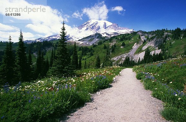 Vereinigte Staaten von Amerika  USA  Weg  Berg  Mount Rainier Nationalpark  Oregon